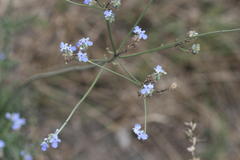 Lavandula bipinnata
